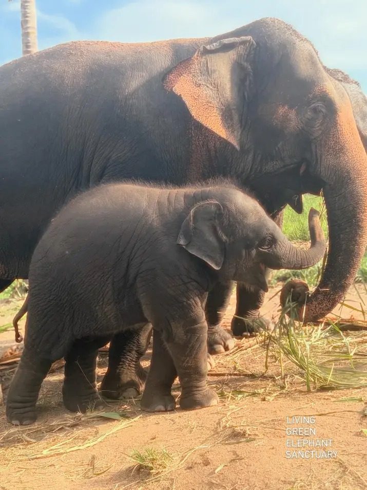 Delight in Living Green Elephant Sanctuary