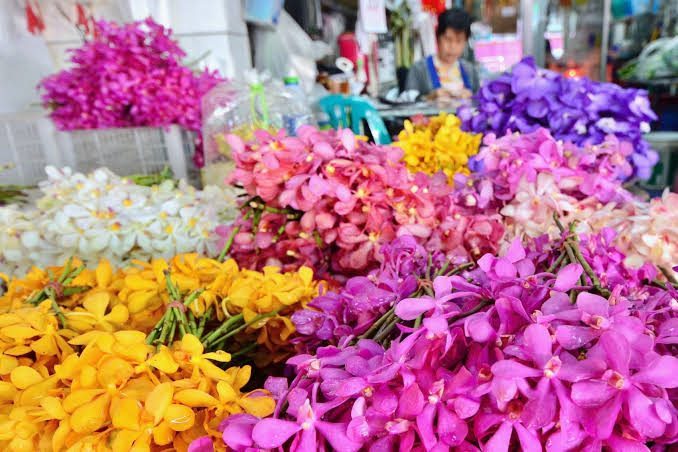Orchids and more