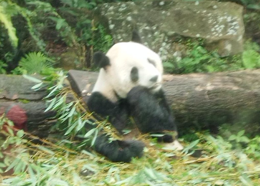 Things to do in Taipei - Taipei Zoo